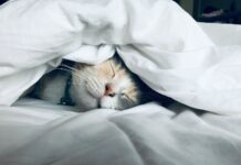 밤새 뒤척이고, 새벽에 깨는 당신에게 white cat sleeps under white comforter