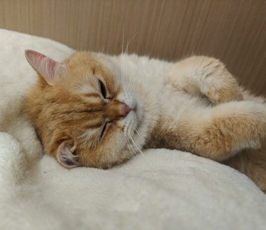 건강한 삶을 위한 첫걸음, 양질의 수면이 중요한 이유 An orange and white cat sleeping on a white blanket