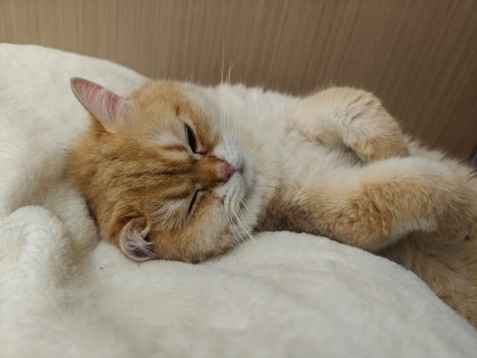 An orange and white cat sleeping on a white blanket