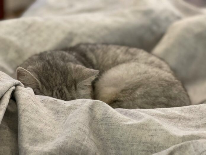 gray and white cat on white textile