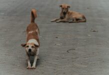 “필라테스, 현대인의 몸과 마음을 깨우다… 일상 속 실천팁” a couple of dogs that are standing in the street