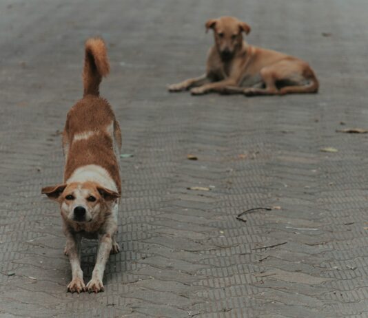 “필라테스, 현대인의 몸과 마음을 깨우다… 일상 속 실천팁” a couple of dogs that are standing in the street