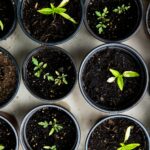 일상 속으로 스며드는 웰니스 문화, 건강한 변화의 바람 green leafed seedlings on black plastic pots