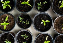 일상 속으로 스며드는 웰니스 문화, 건강한 변화의 바람 green leafed seedlings on black plastic pots