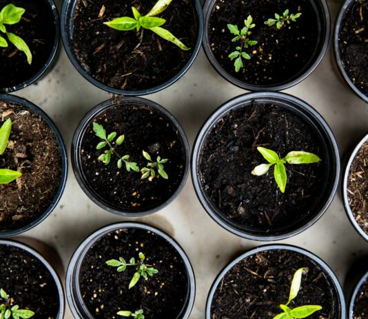 일상 속으로 스며드는 웰니스 문화, 건강한 변화의 바람 green leafed seedlings on black plastic pots
