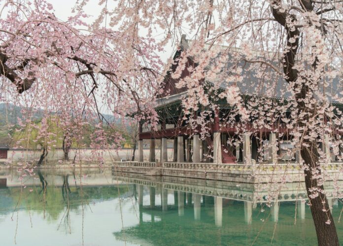 Photo by Evgeny Matveev Cherry blossoms frame a historic korean palace